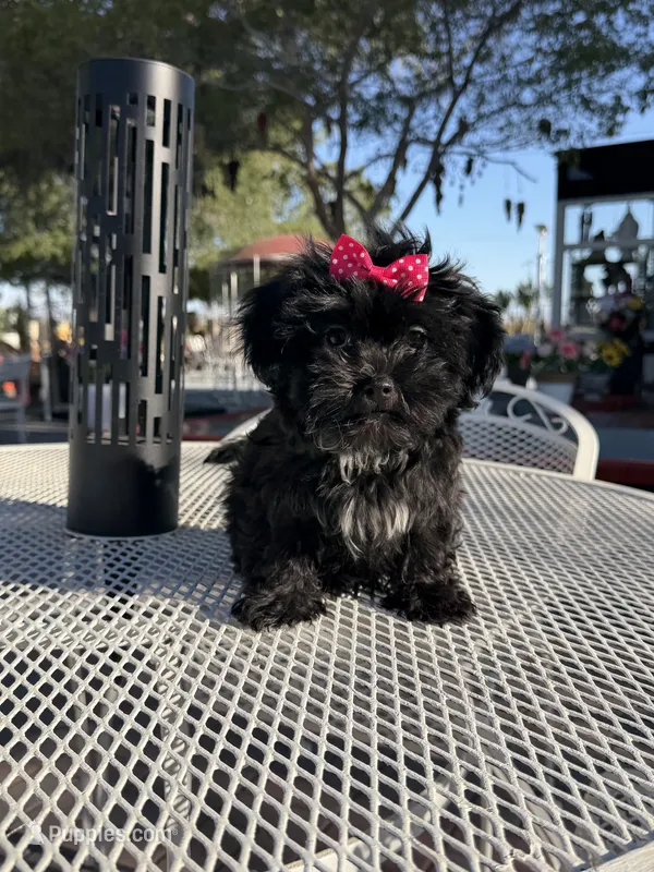 Daisy – Shih Tzu puppy for sale in Mojave, CA