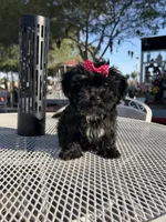 Daisy, a female Shih Tzu for sale in Mojave, CA – 1 of 4