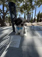 Oreo , a male Shih Tzu for sale in Mojave, CA – 7 of 8