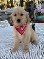 Maxx , a male Golden Retriever for sale in Mojave, CA – 2 of 7