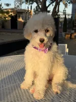 Blonde , a female Poodle - Miniature  for sale in Mojave, CA – 5 of 6