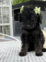 Shade , a female Goldendoodle for sale in Mojave, CA – Photo 6 of 7