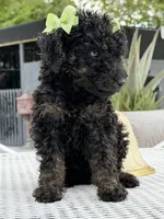 Shade , a female Goldendoodle for sale in Mojave, CA – Photo 3 of 7