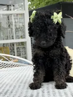 Shade , a female Goldendoodle for sale in Mojave, CA – Photo 2 of 7