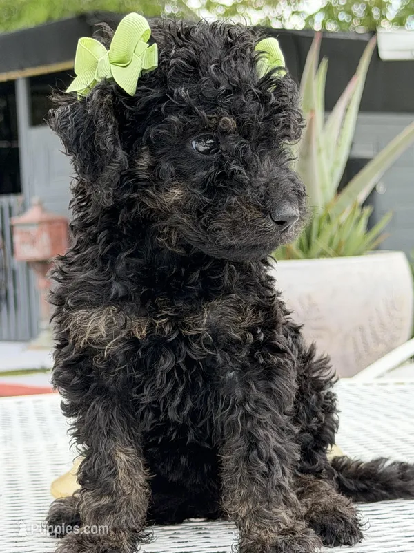 Shade , a female Goldendoodle for sale in Mojave, CA – Photo 1 of 7