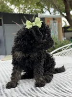 Shade , a female Goldendoodle for sale in Mojave, CA – Photo 4 of 7