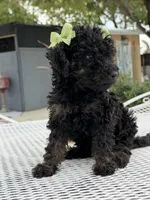 Shade , a female Goldendoodle for sale in Mojave, CA – Photo 5 of 7