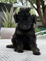 Shade , a female Goldendoodle for sale in Mojave, CA – Photo 7 of 7