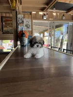 Cookie, a male Shihpoo for sale in Mojave, CA – 6 of 6