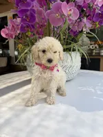 Lily , a female Poodle - Toy  for sale in Mojave, CA – 5 of 6