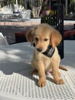 Luka , a male Golden Retriever for sale in Mojave, CA – 8 of 8