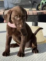 Dior, a female Labrador Retriever for sale in Mojave, CA – 2 of 7