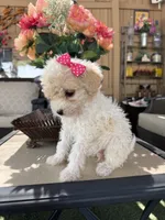 Mia , a female Poodle - Toy  for sale in Mojave, CA – 2 of 5