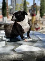 Kia , a female English Bulldog and French Bulldog for sale in Mojave, CA – 4 of 6
