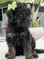 Kim , a female Goldendoodle for sale in Mojave, CA – 1 of 4