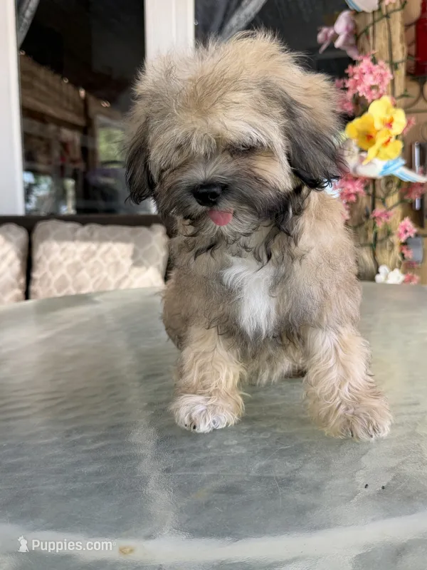 Cooper – Shihpoo puppy for sale in Mojave, CA