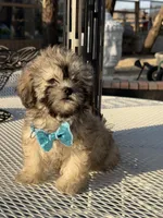 Milo , a male Shih Tzu for sale in Mojave, CA – 1 of 7