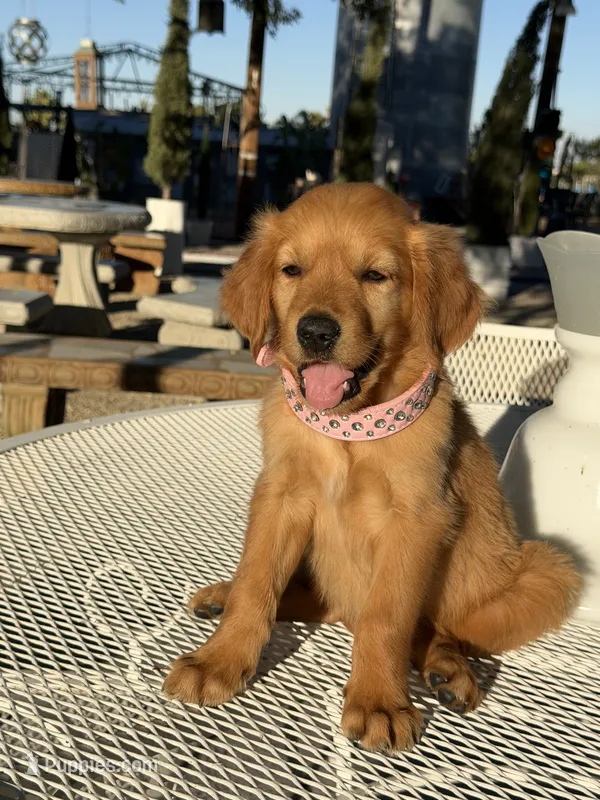 Katie  – Golden Retriever puppy for sale in Mojave, CA