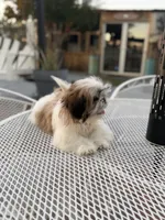 Oreo , a male Shih Tzu for sale in Mojave, CA – 6 of 6
