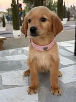 Cinnamon, a female Golden Retriever for sale in Mojave, CA – 7 of 7