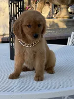 Leo, a male Golden Retriever for sale in Mojave, CA – 4 of 9