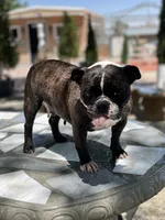 Kia , a female English Bulldog and French Bulldog for sale in Mojave, CA – 5 of 6