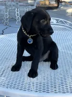 Maxx, a male Labrador Retriever for sale in Mojave, CA – 3 of 7