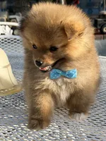 Kiwi, a male Pomeranian for sale in Mojave, CA – 6 of 6