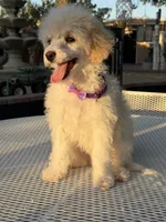 Blonde , a female Poodle - Miniature  for sale in Mojave, CA – 1 of 6