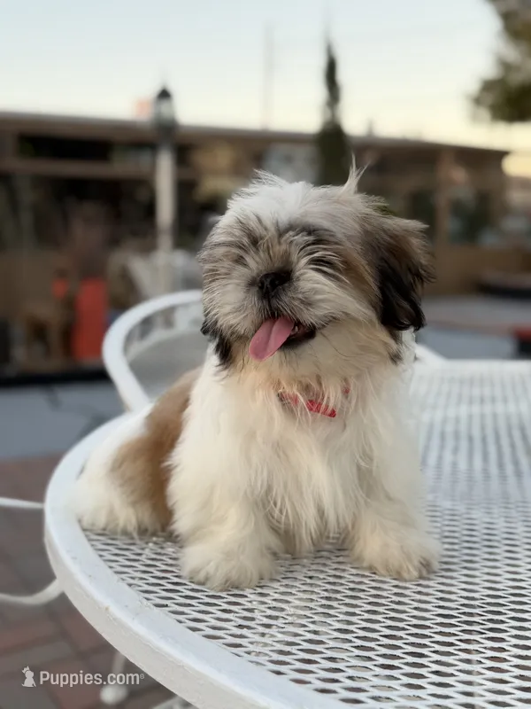 Oreo  – Shih Tzu puppy for sale in Mojave, CA