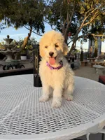 Blonde , a female Poodle - Miniature  for sale in Mojave, CA – 6 of 6