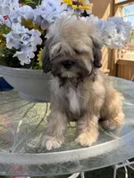 Cooper, a male Shihpoo for sale in Mojave, CA – 7 of 7