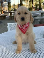 Maxx , a male Golden Retriever for sale in Mojave, CA – 5 of 7