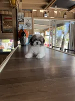 Cookie, a male Shihpoo for sale in Mojave, CA – 2 of 6