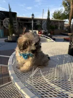 Milo , a male Shih Tzu for sale in Mojave, CA – 5 of 7