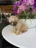 Ginger , a female Shihpoo for sale in Mojave, CA – 2 of 6