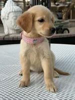 Rubi , a female Golden Retriever for sale in Mojave, CA – 1 of 5