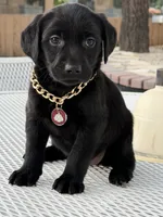 Shade, a female Labrador Retriever for sale in Mojave, CA – 5 of 5