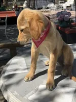 Dior , a female Golden Retriever for sale in Mojave, CA – 5 of 5