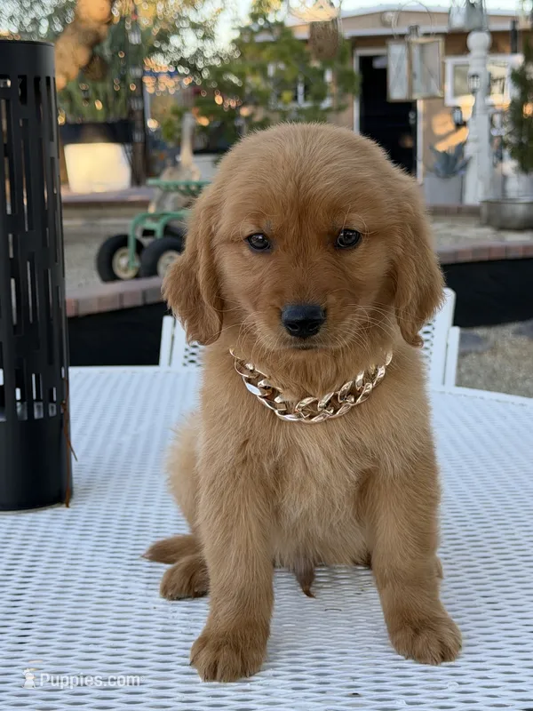 Leo – Golden Retriever puppy for sale in Mojave, CA