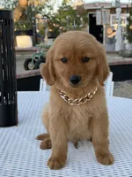 Leo, a male Golden Retriever for sale in Mojave, CA – 1 of 9