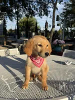 Dior, a female Golden Retriever for sale in Mojave, CA – 4 of 8