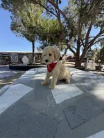 Zeus , a male Poodle - Toy  for sale in Mojave, CA – 3 of 5