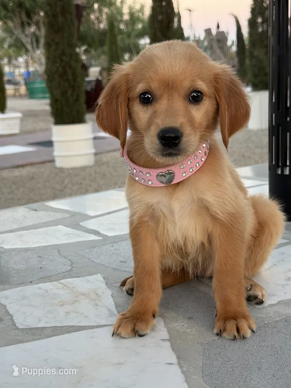Lily  – Golden Retriever puppy for sale in Mojave, CA
