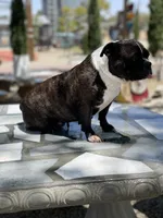 Kia , a female English Bulldog and French Bulldog for sale in Mojave, CA – 2 of 6