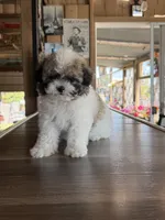 Cookie, a male Shihpoo for sale in Mojave, CA – 3 of 6