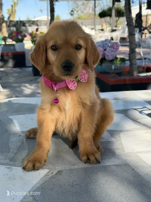 Maple – Golden Retriever puppy for sale in Mojave, CA