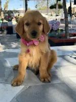 Maple, a female Golden Retriever for sale in Mojave, CA – 1 of 7