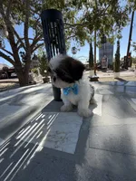 Oreo , a male Shih Tzu for sale in Mojave, CA – 8 of 8