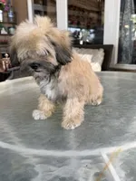Cooper, a male Shihpoo for sale in Mojave, CA – 3 of 7